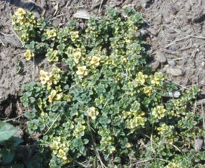 Doone Valley Thyme well mulched