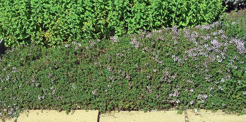 Caraway Thyme