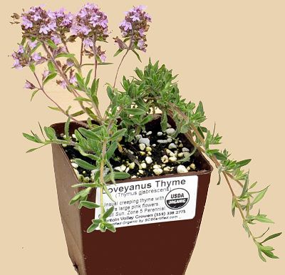 Loveyanus Thyme ready for shipping.