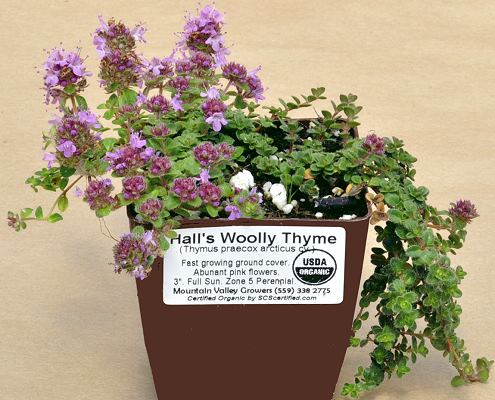 Hall's Woolly Thyme plant ready for shipping.