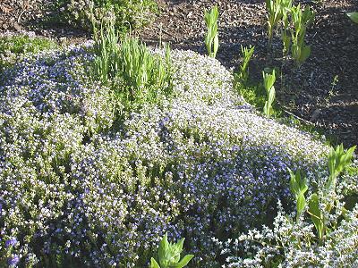 Lavender Thyme in the Garden, now 3 years old.