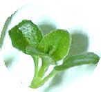 The Little Round Leaves of Lemon Frost Thyme