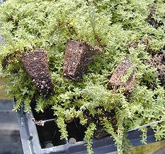 Thyme Plug Tray