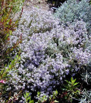 Orange Balsam Thyme Flowering in Spring