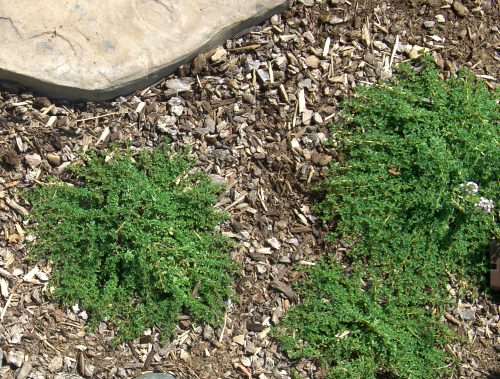Mint Thyme planted in between flagstones