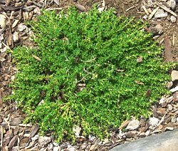 Vibrant green White Moss Thyme