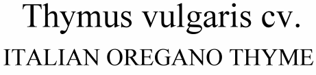 Thymus Vulgaris Italian Oregano Thyme