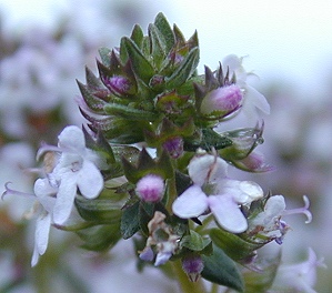 The aromatic flowers of Orange Balsam Thyme