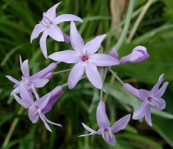 Tulbaghia violacea, Society Garlic Flower Cluster