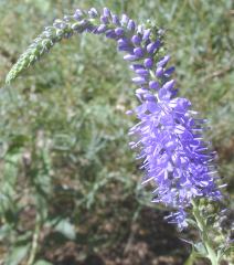 The Elegant bloom of the Veronica Spicata