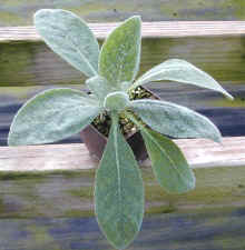 A Young Mullein Ready for Planting