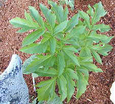 Angelica in Spring