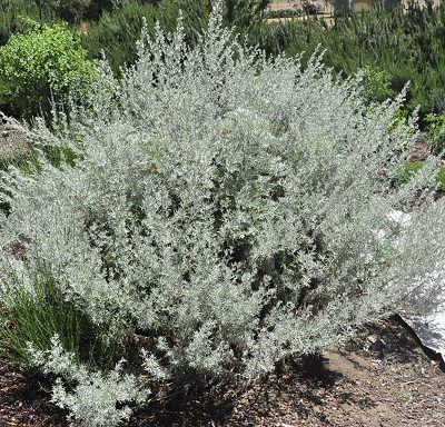 Artemisia arborescens Tree Wormwood