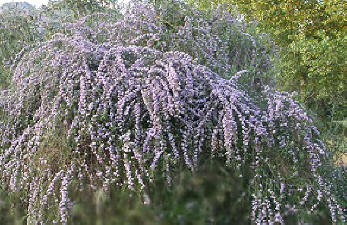 Buddleia alternifolia Fountain Butterfly Bush