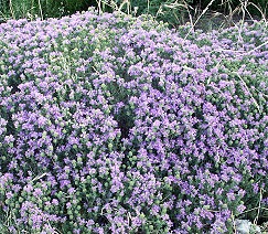 Cordiothymus capitatus conehead thyme