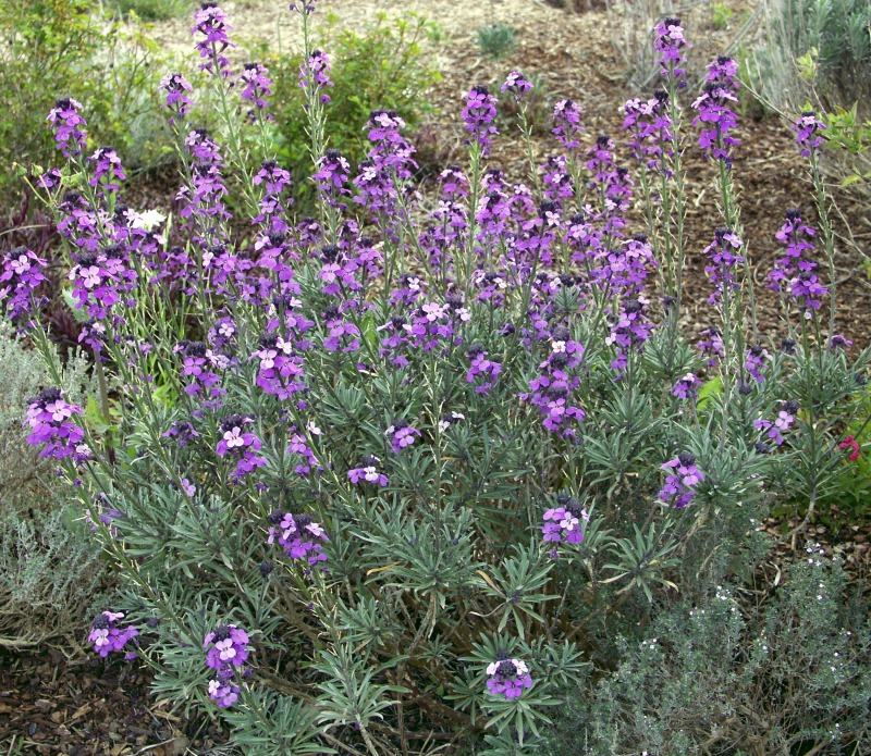 Erysimum linifolium Bowle's Mauve Wallflower