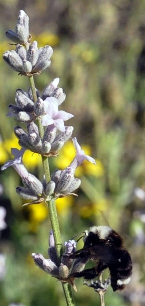 Lavandula angustifolia 'Miss Katherine' Miss Katherine English Lavender