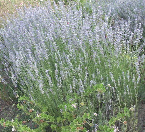 Lavandula x intermedia 'Grappenhall' Grappenhall Lavender