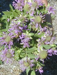 Purple Bee Balm Flowers