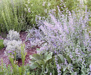 Nepeta grandiflora Giant Catmint