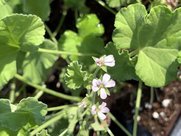 Pelargonium Fringed Apple Fringed Apple Scented Geranium