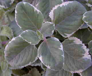 Plectranthus amboinicus Spanish Thyme Cuban Oregano