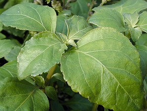 Pogostemon heyneanus Patchouli