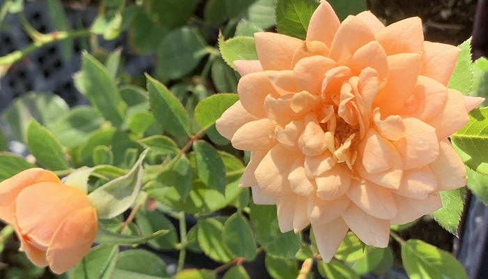 Rosa 'Apricot Twist' Apricot Twist Miniature Rose