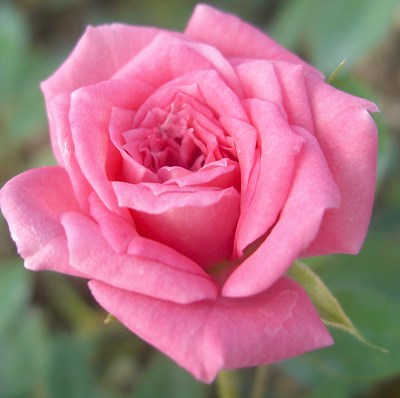 Rosa Judy Fischer Miniature Rose