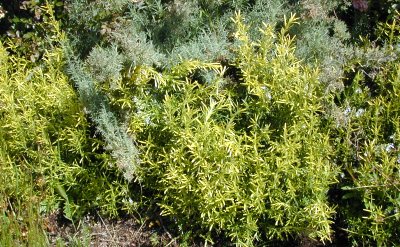 Rosmarinus Officinalis Cv. Joyce De Baggio, Golden Rain Or Golden Rosemary