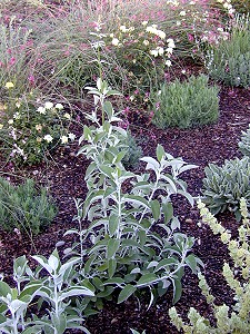 Salvia Discolor Andean Silver Leaf