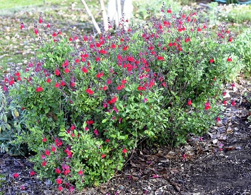 Salvia grahamii x s. microphylla Maraschino Cherry Salvia