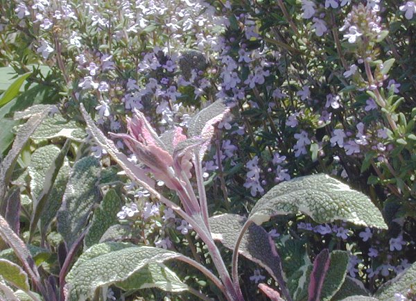 Salvia officinalis Tricolor Garden Sage