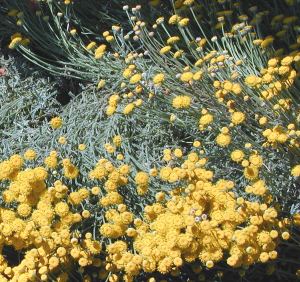 Gray Santolina in Flower