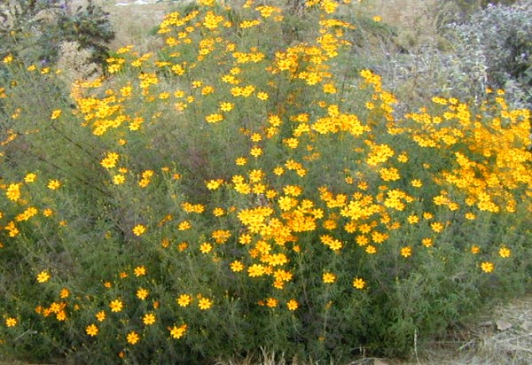 Tagetes lemonii Tangerine Scented Marigold