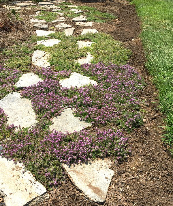 Thymus 'Annie Hall' Annie Hall Thyme