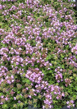 Thymus