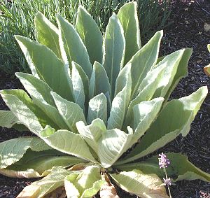 mullein mountainvalleygrowers thapsus verbascum herbs planting prairie plant