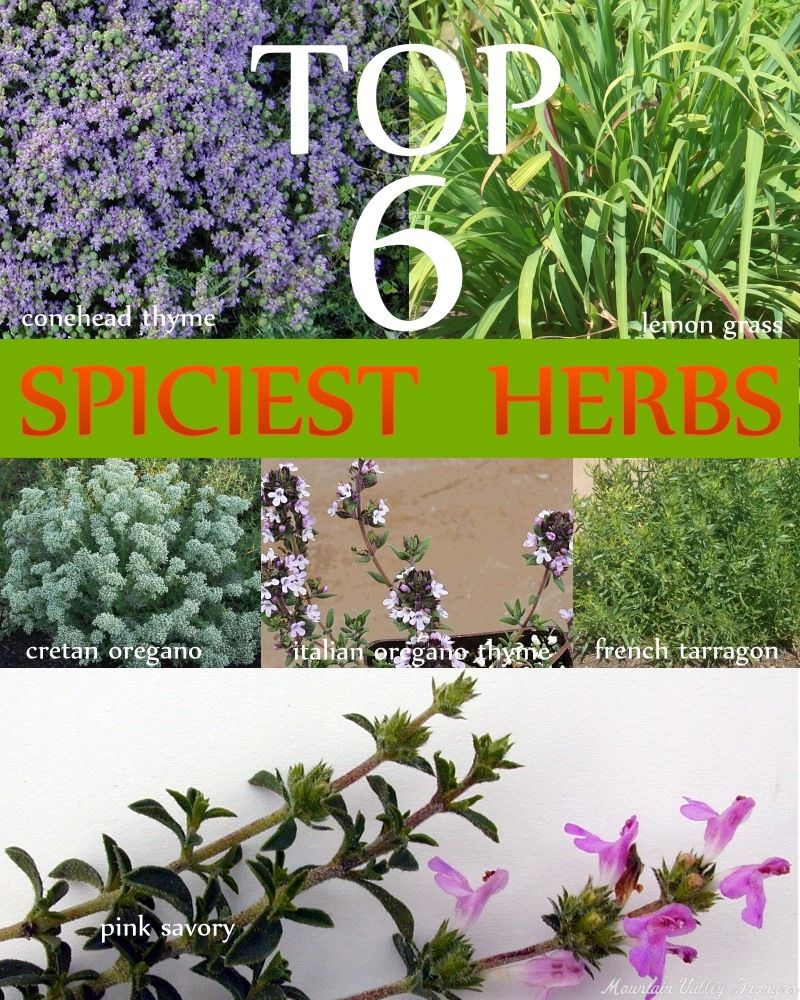 Top 6 Spicest Herbs