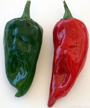 Red and Green Jalapenos
