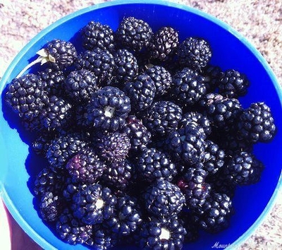 Rubus Marion Blackberry image