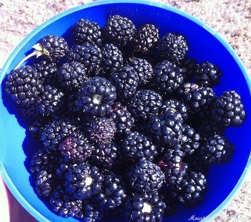 MARIONBERRIES