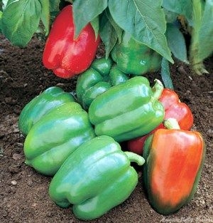 The colors of Cal Wonder Bell Pepper