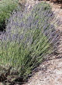 Abrial Lavender in Bloom