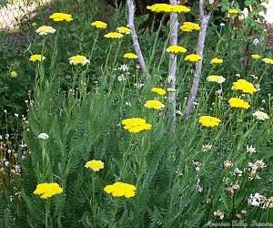 Gold Yarrow blooming in spring.