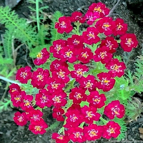 Bulldog Red Yarrow bloom