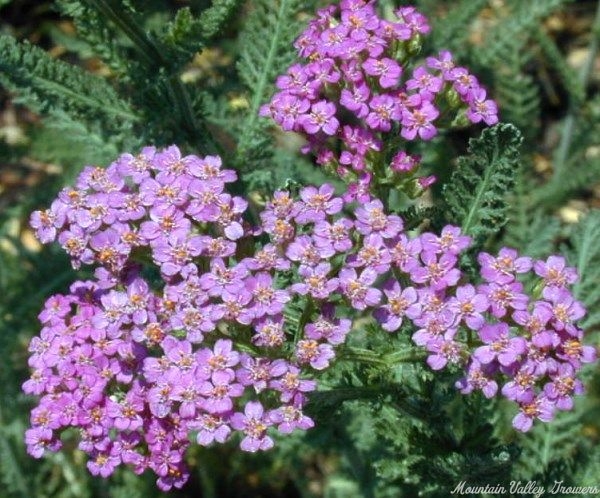 Common yarrow, Achillea millefolium 'cerise queen', native plant with  cerise pink flowers in garden, Netherlands Stock Photo - Alamy