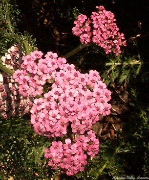 Pink Yarrow Flowers