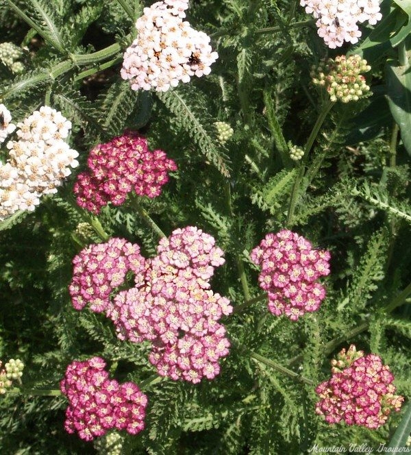 Organic Achillea millefolium cv. Colorado Yarrow Plants from Mountain ...