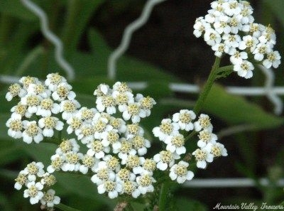 White Yarrow is included in the Wildlife Herb Garden